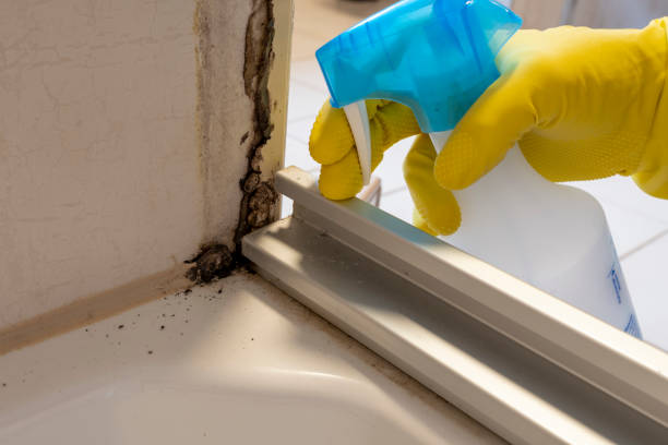 Best Residential Mold Remediation in Orange Park, FL