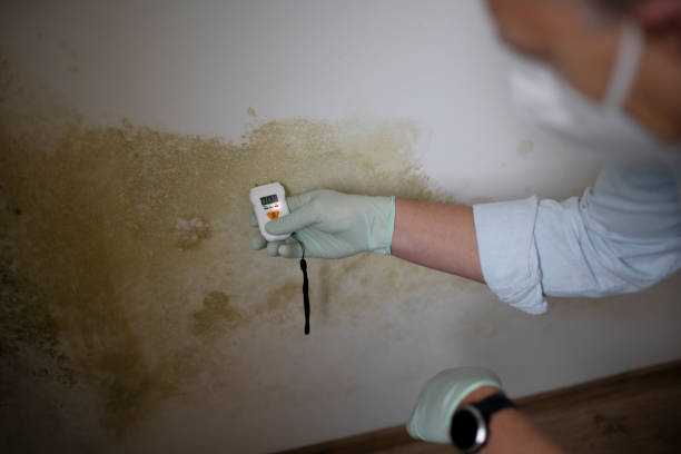 Best Emergency Mold Remediation in Orange Park, FL