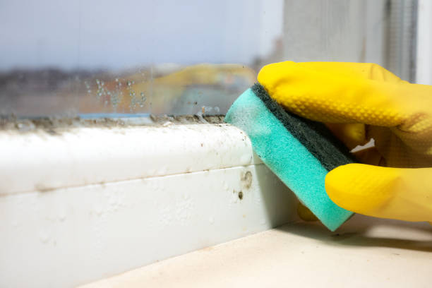 Best Kitchen Mold Remediation in Orange Park, FL