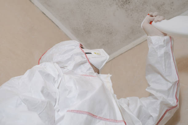 Best Basement Mold Remediation in Orange Park, FL